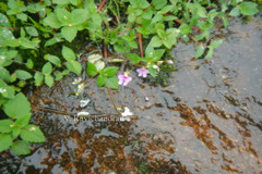Impatiens goughii